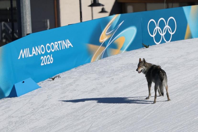 A dog wanders on the ski trail during the women's team cross country free sprint qualification event of the Milano Cortina 2026 Winter Olympic Games at Tesero Cross-Country Skiing Stadium in Lago di Tesero (Val di Fiemme), on February 18, 2026.  Anne-Christine POUJOULAT / AFP