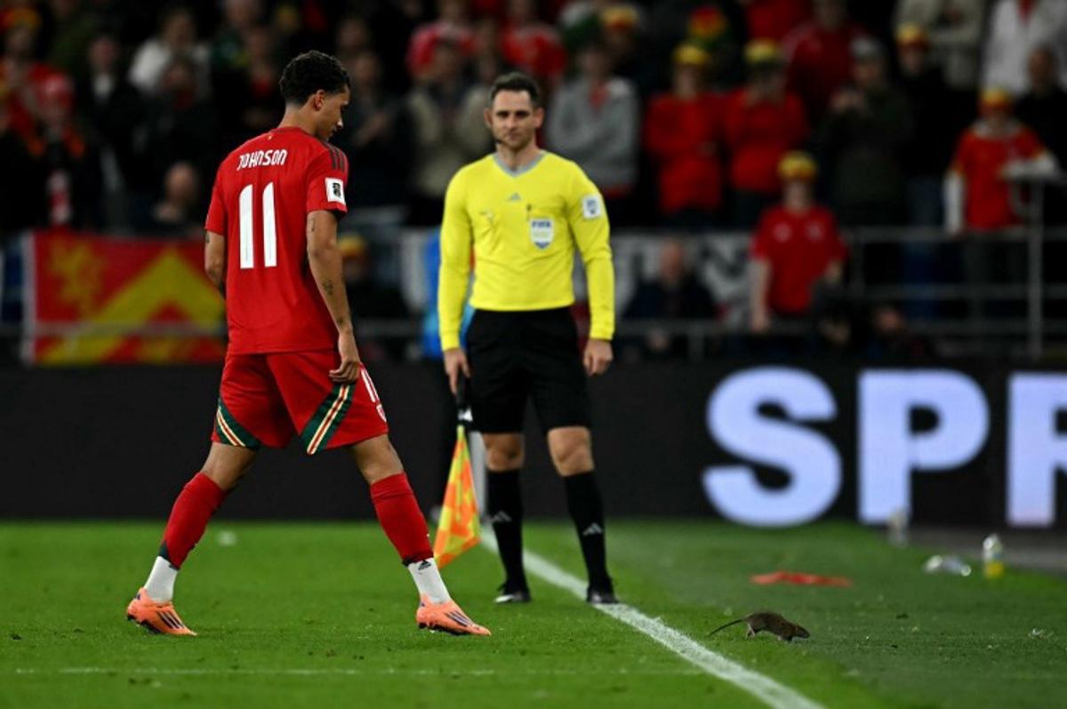 Wales' midfielder Brennan Johnson chases a rat off the pitch during the 2026 World Cup Group J qualifier football match between Wales and Belgium, at Cardiff City Stadium, in Cardiff, on October 13, 2025. Paul ELLIS / AFP